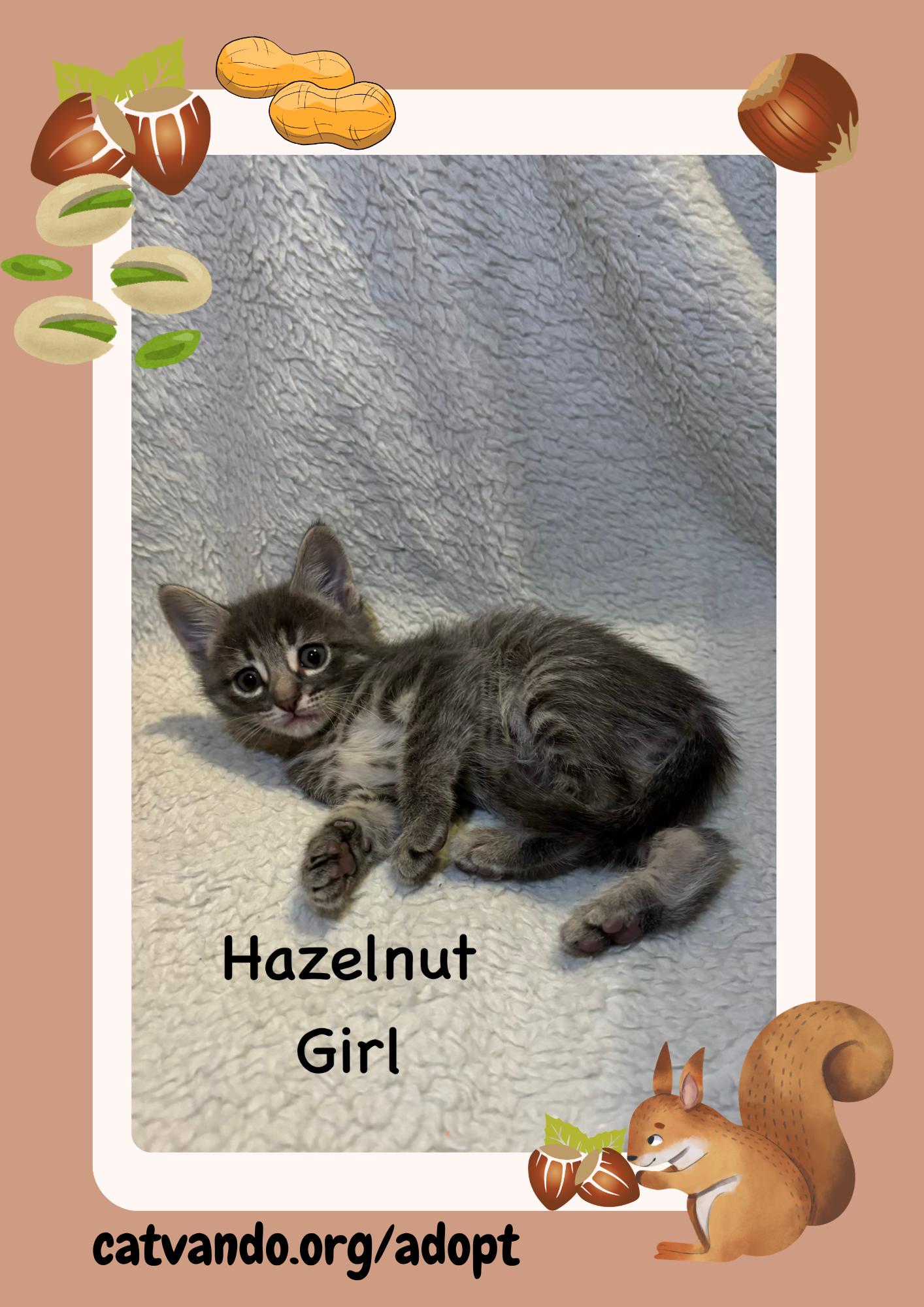 Enlarge Hazelnut, a Adopted Tabby in Maywood, IL image 3/3