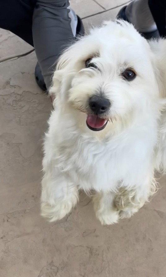 Enlarge Molly, a Adopted Maltese in San Diego, CA image 1/3