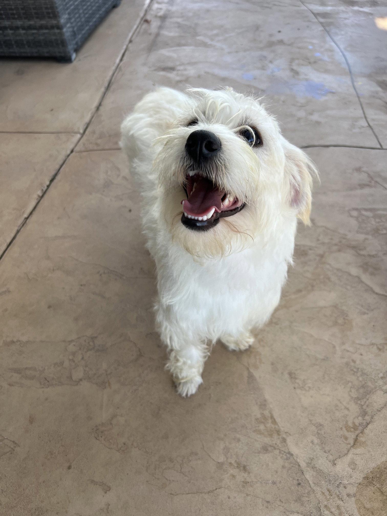 Enlarge Molly, a Adopted Maltese in San Diego, CA image 3/3