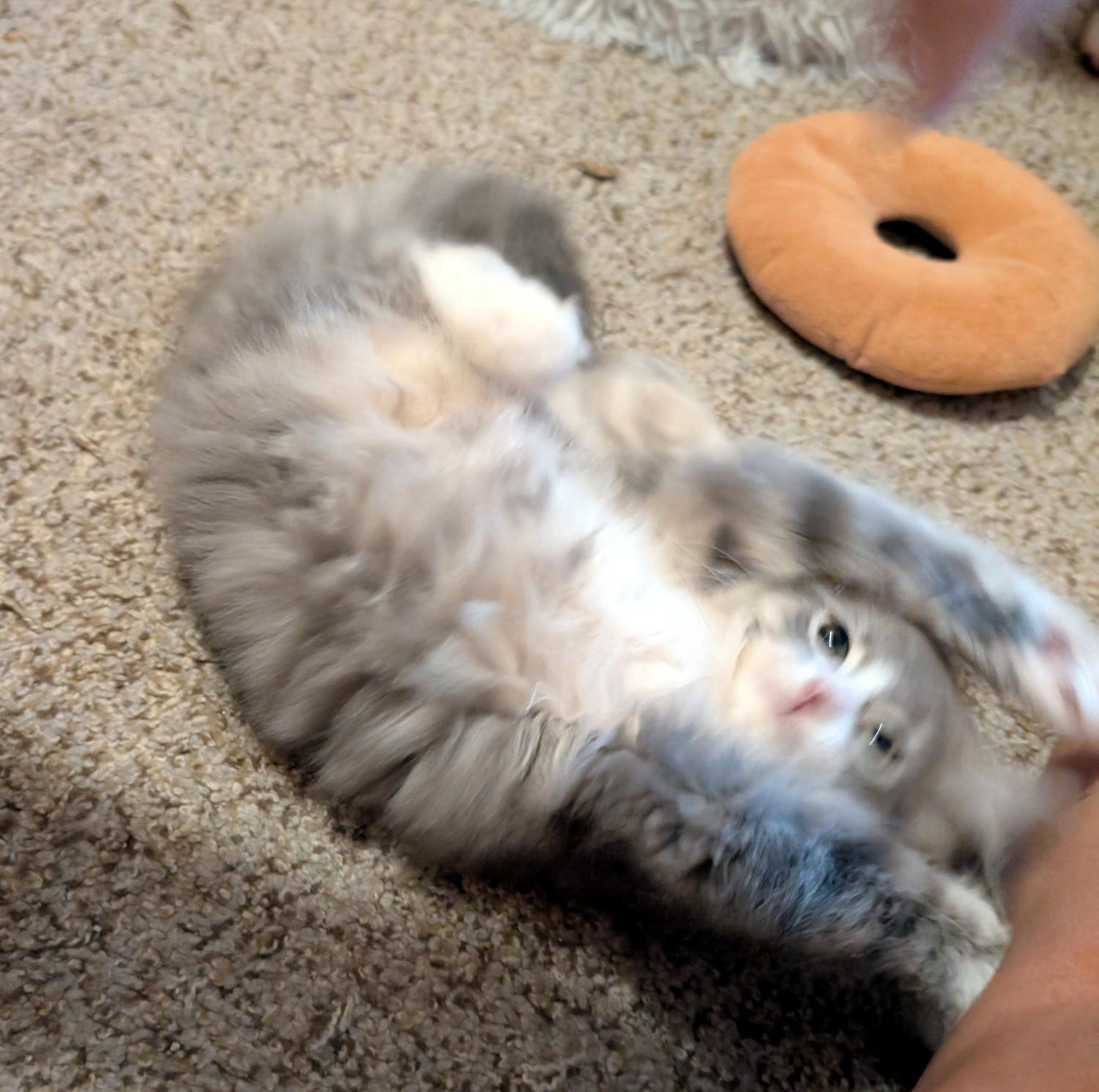 Enlarge Gary, a Adopted Domestic Long Hair in Wadsworth, OH image 2/3