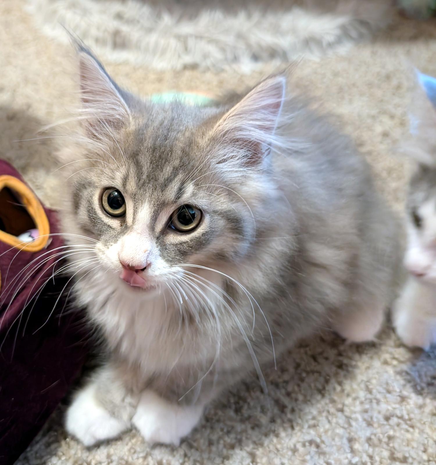Enlarge Gary, a Adopted Domestic Long Hair in Wadsworth, OH image 1/3