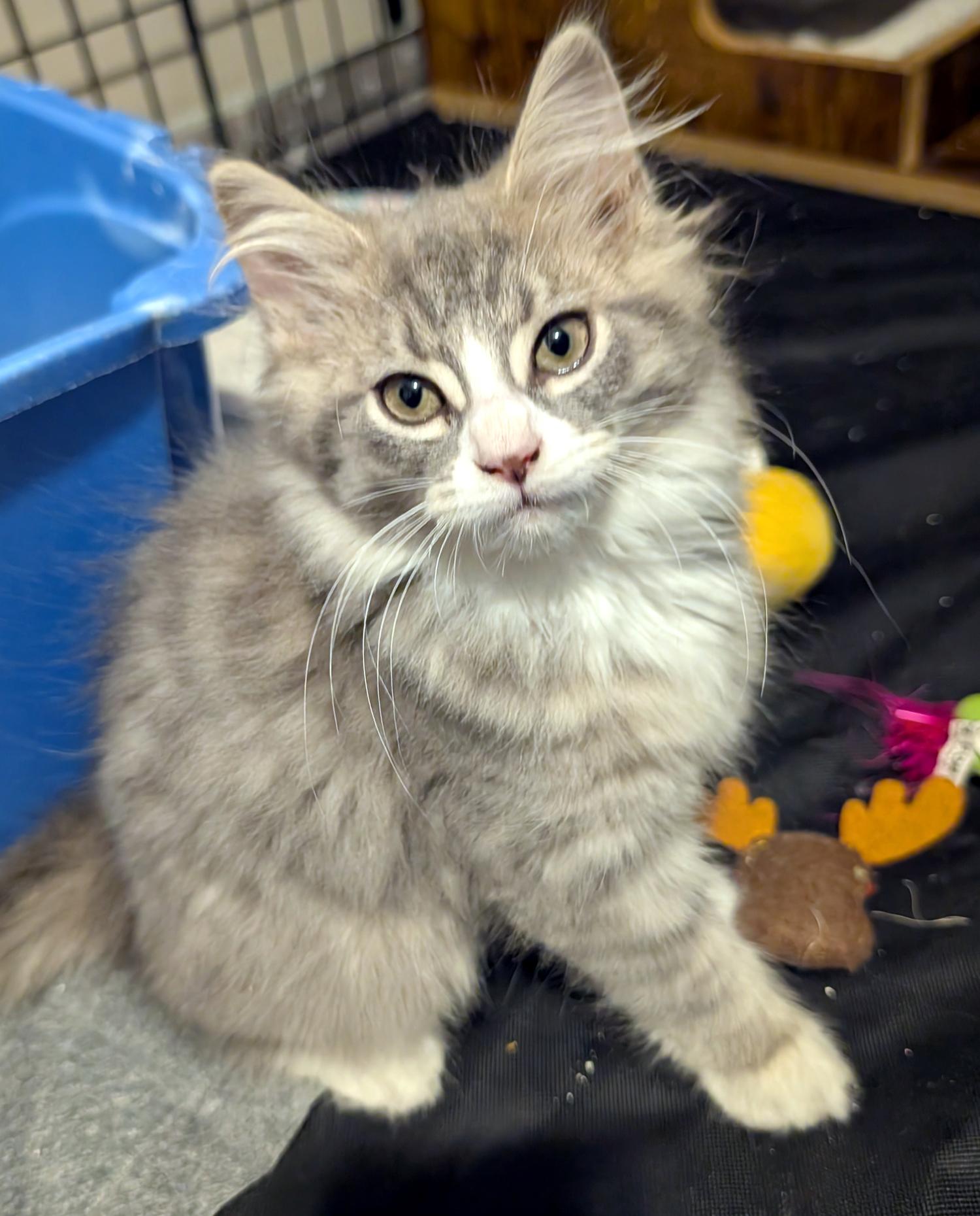 Enlarge Gary, a Adopted Domestic Long Hair in Wadsworth, OH image 3/3