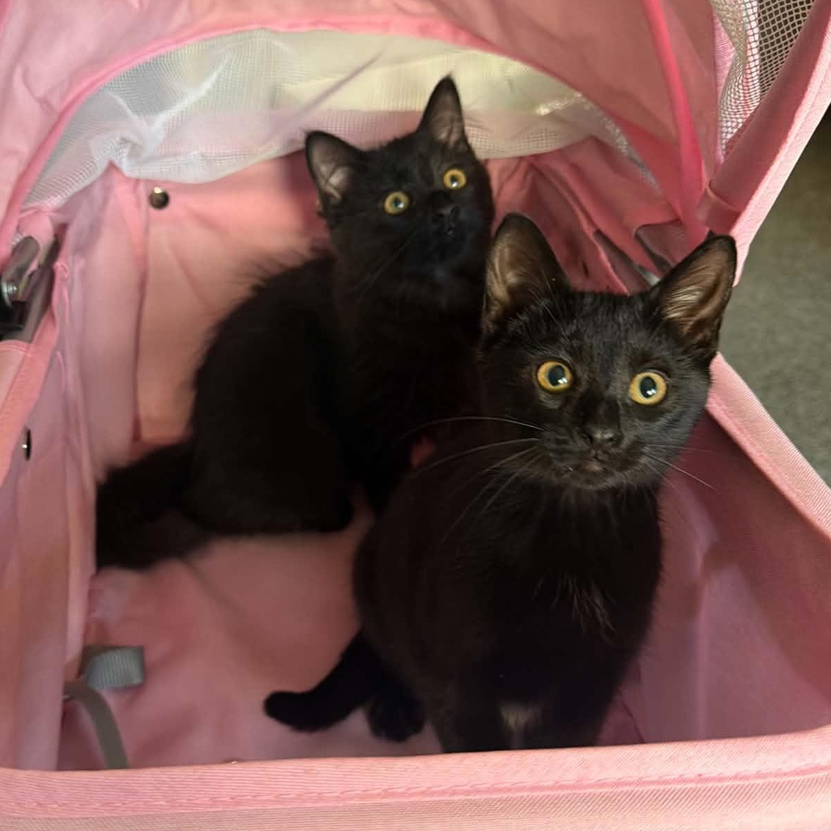 Rook and Raven, Adopted, Kitten Female Domestic Medium Hair.