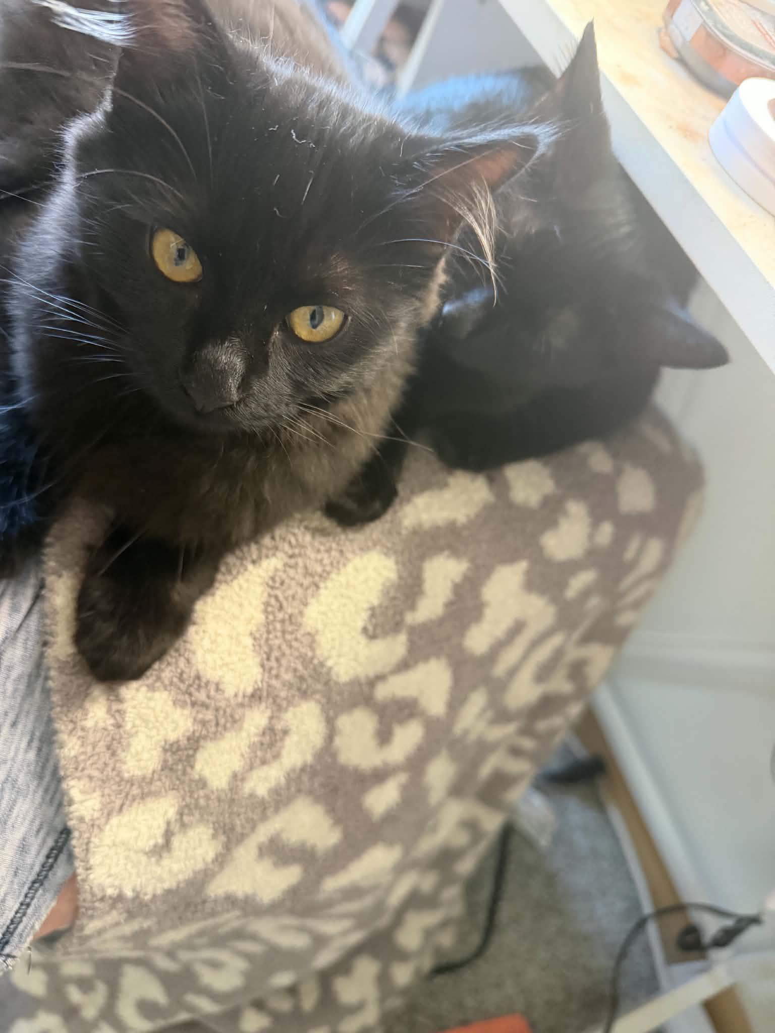 Enlarge Rook and Raven, a Adopted Domestic Medium Hair in Milwaukee, WI image 2/4