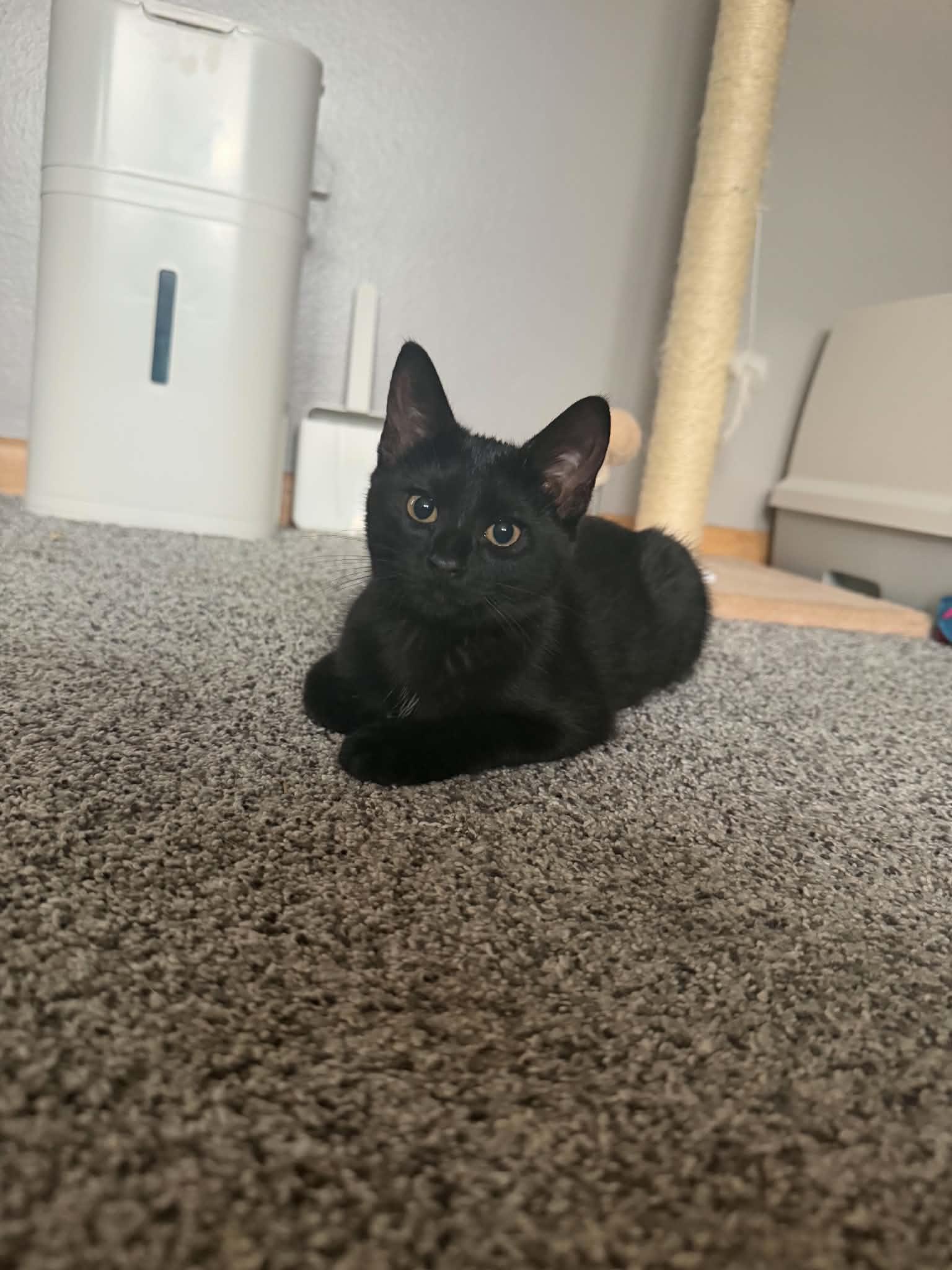 Enlarge Rook and Raven, a Adopted Domestic Medium Hair in Milwaukee, WI image 4/4