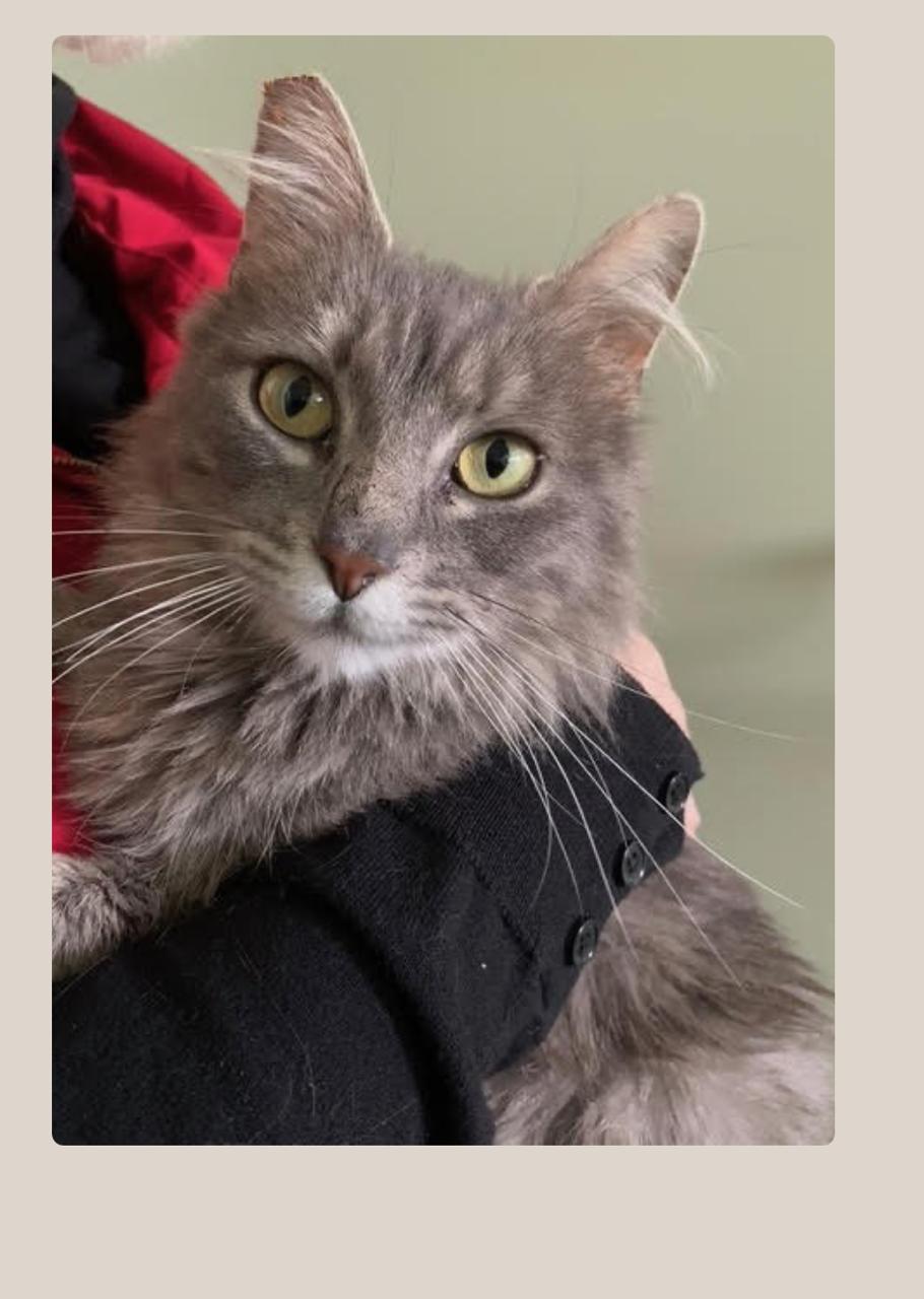 Binky, Adopted, Adult Female Domestic Medium Hair.