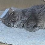 Enlarge Binky, a Adopted Domestic Medium Hair in Santa Rosa, CA image 2/2