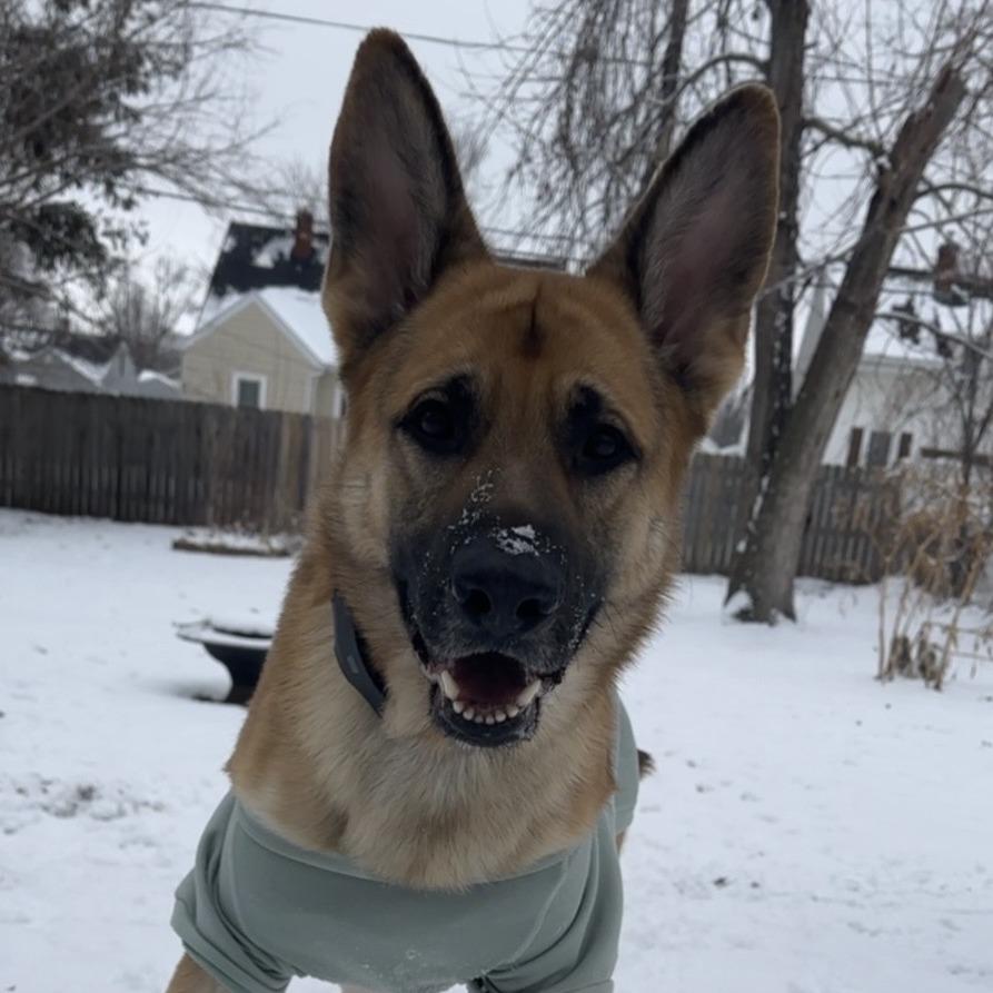 Leo *Courtesy Listing*, a Adoptable German Shepherd Dog in Van Horne, IA image 2/5