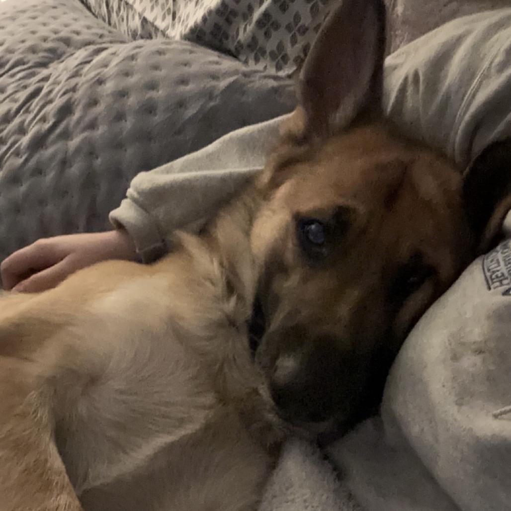 Leo *Courtesy Listing*, a Adoptable German Shepherd Dog in Van Horne, IA image 3/5