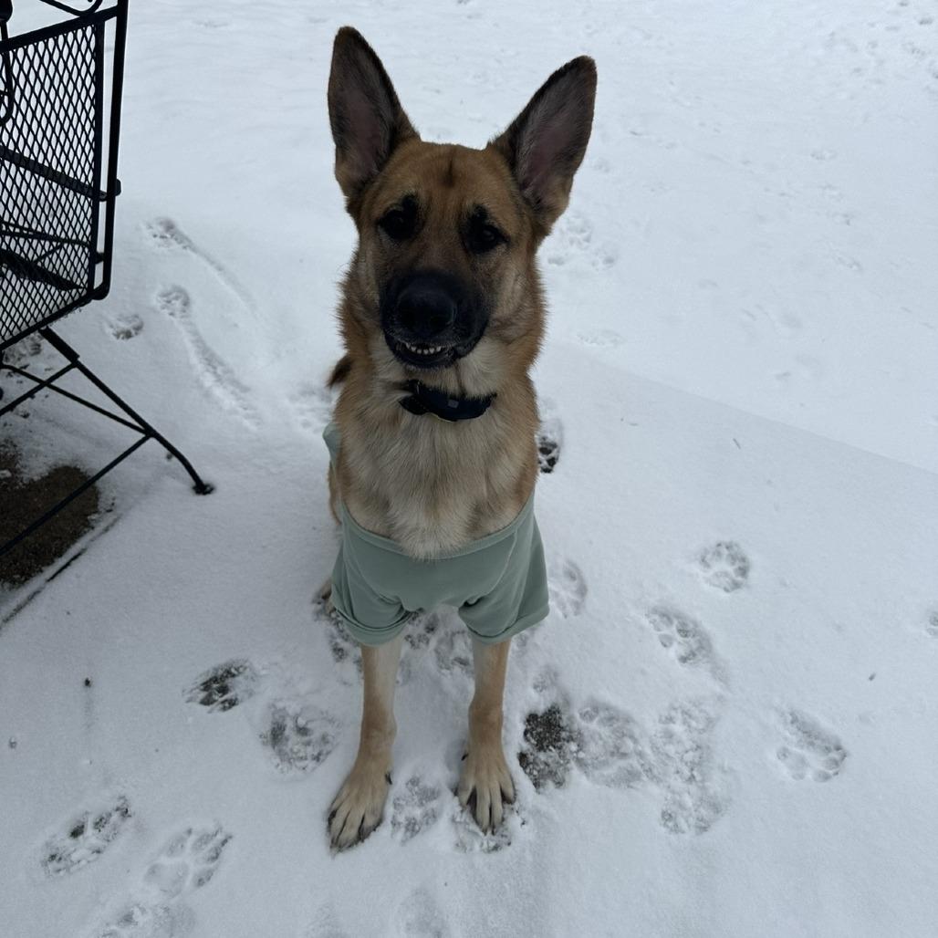 Leo *Courtesy Listing*, a Adoptable German Shepherd Dog in Van Horne, IA image 4/5