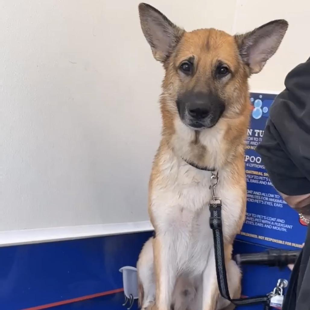 Leo *Courtesy Listing*, a Adoptable German Shepherd Dog in Van Horne, IA image 5/5