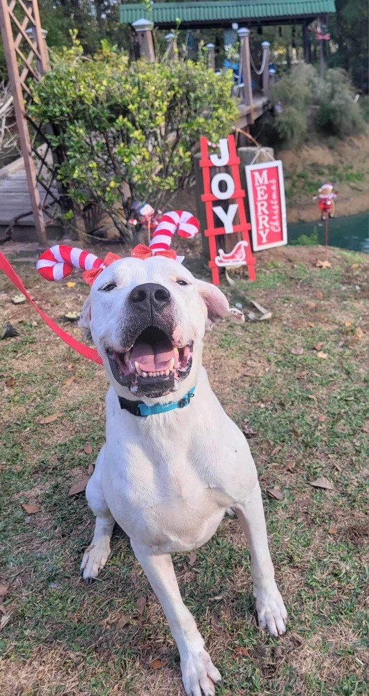Jovi, Adoptable, Adult Male Dogo Argentino.