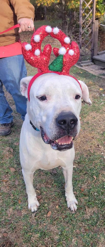 Jovi, a Adoptable Dogo Argentino in Houston, TX image 2/5