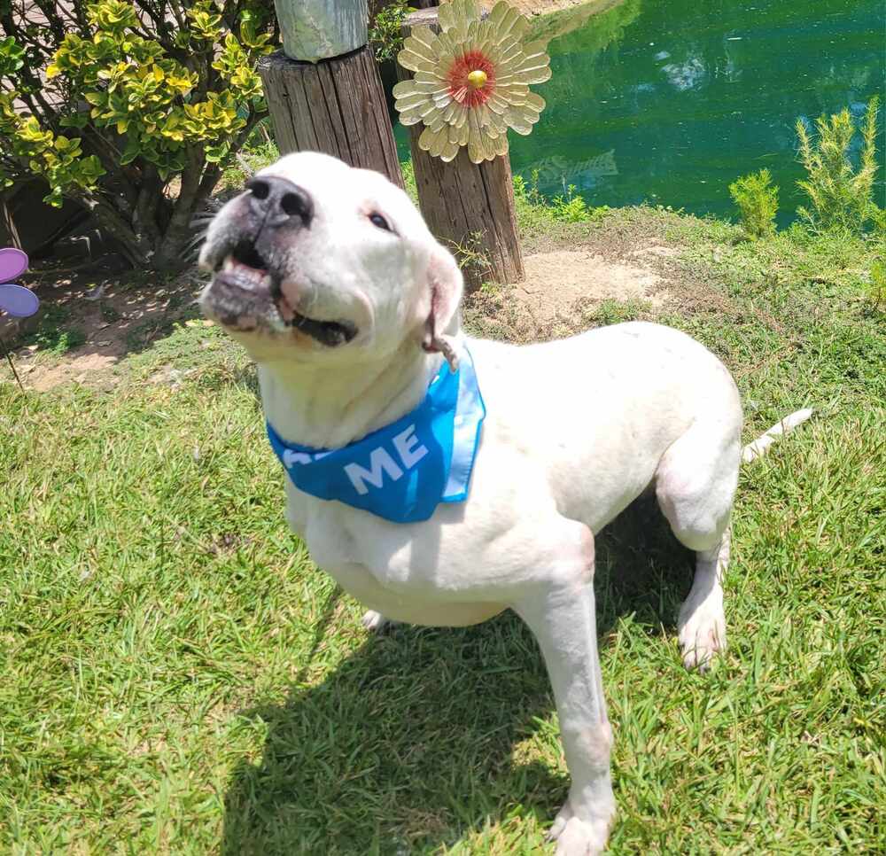 Jovi, a Adoptable Dogo Argentino in Houston, TX image 3/5