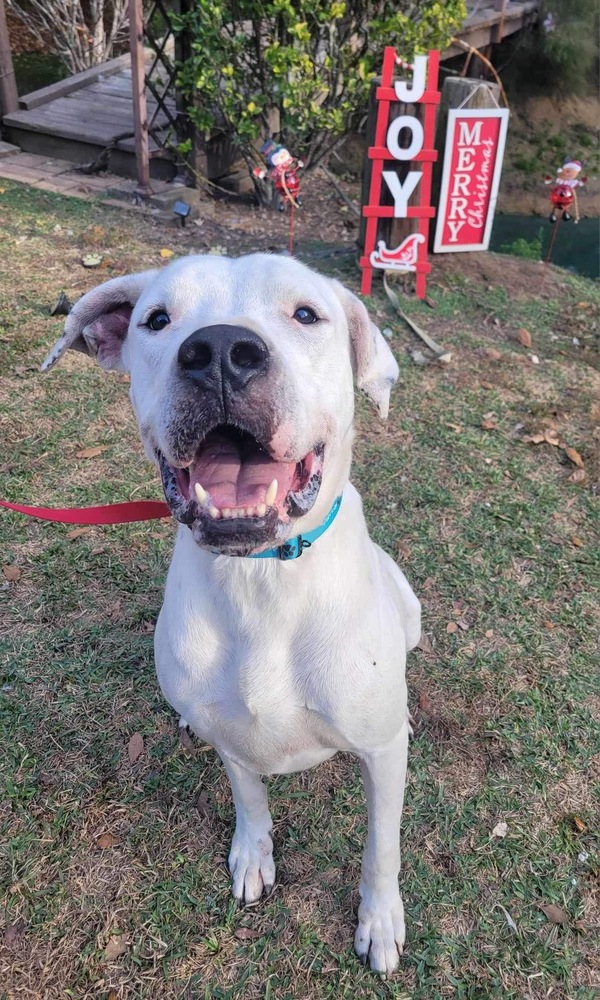 Jovi, a Adoptable Dogo Argentino in Houston, TX image 4/5