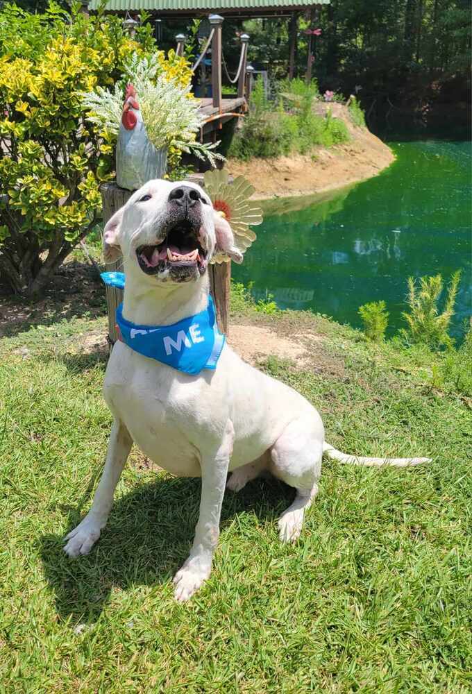 Jovi, a Adoptable Dogo Argentino in Houston, TX image 5/5