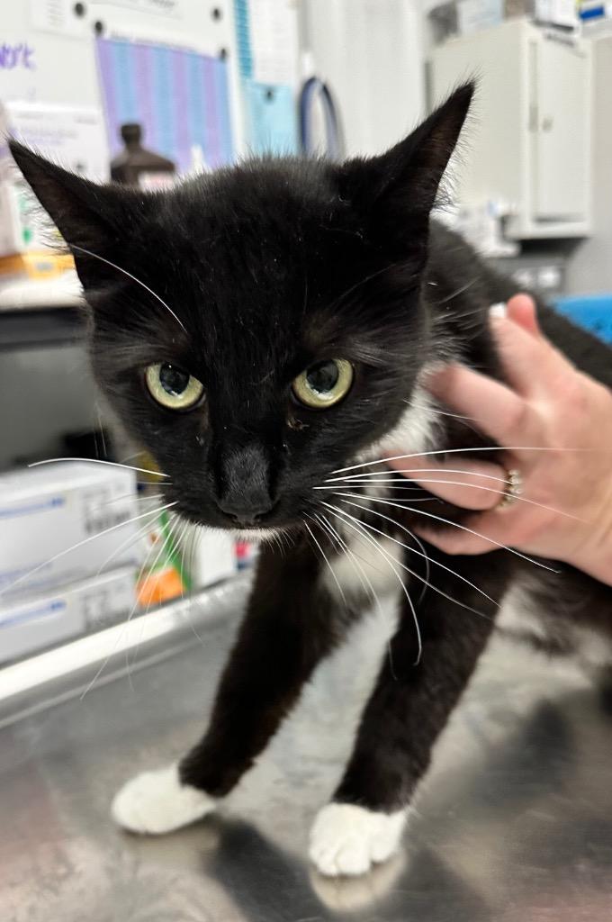 Enlarge Ziggy, a Adoptable mixed breed in Hillsdale, IN image 1/1