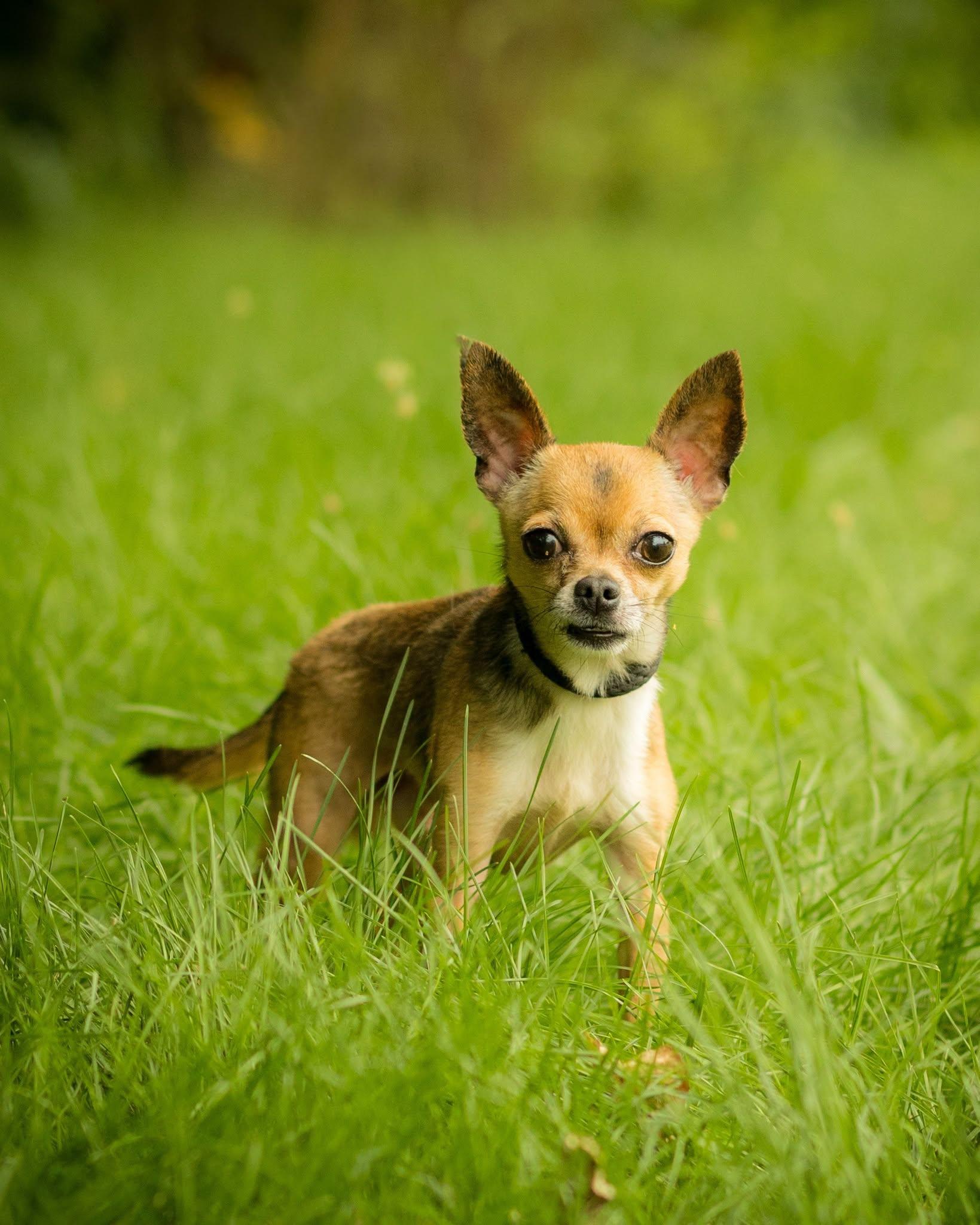 Enlarge CHEEZ-IT (0775), a ADOPTABLE mixed breed in Bridgeport, CT image 1/1