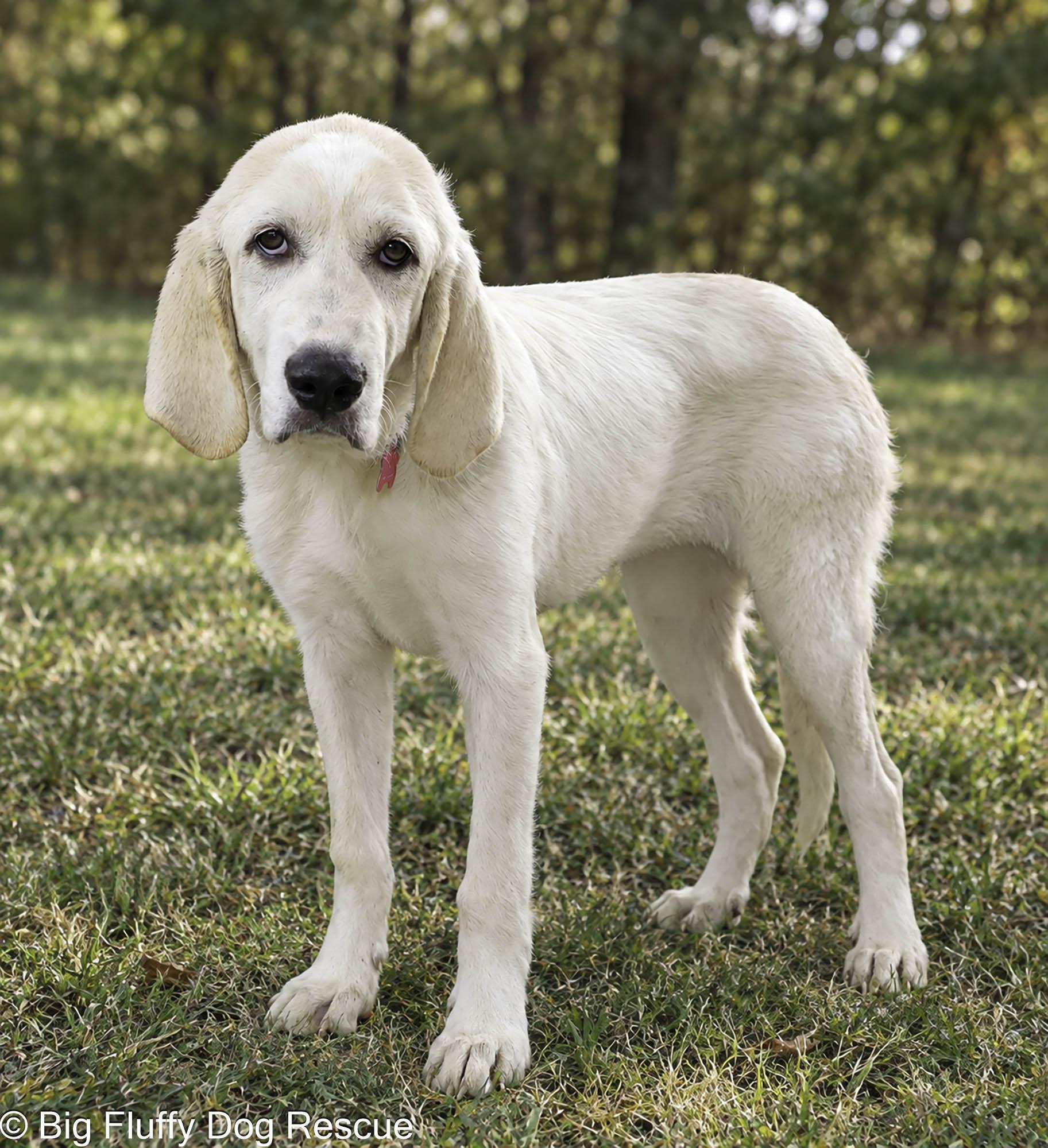 Enlarge Tess, a Adoptable mixed breed in Oshkosh, WI image 3/4