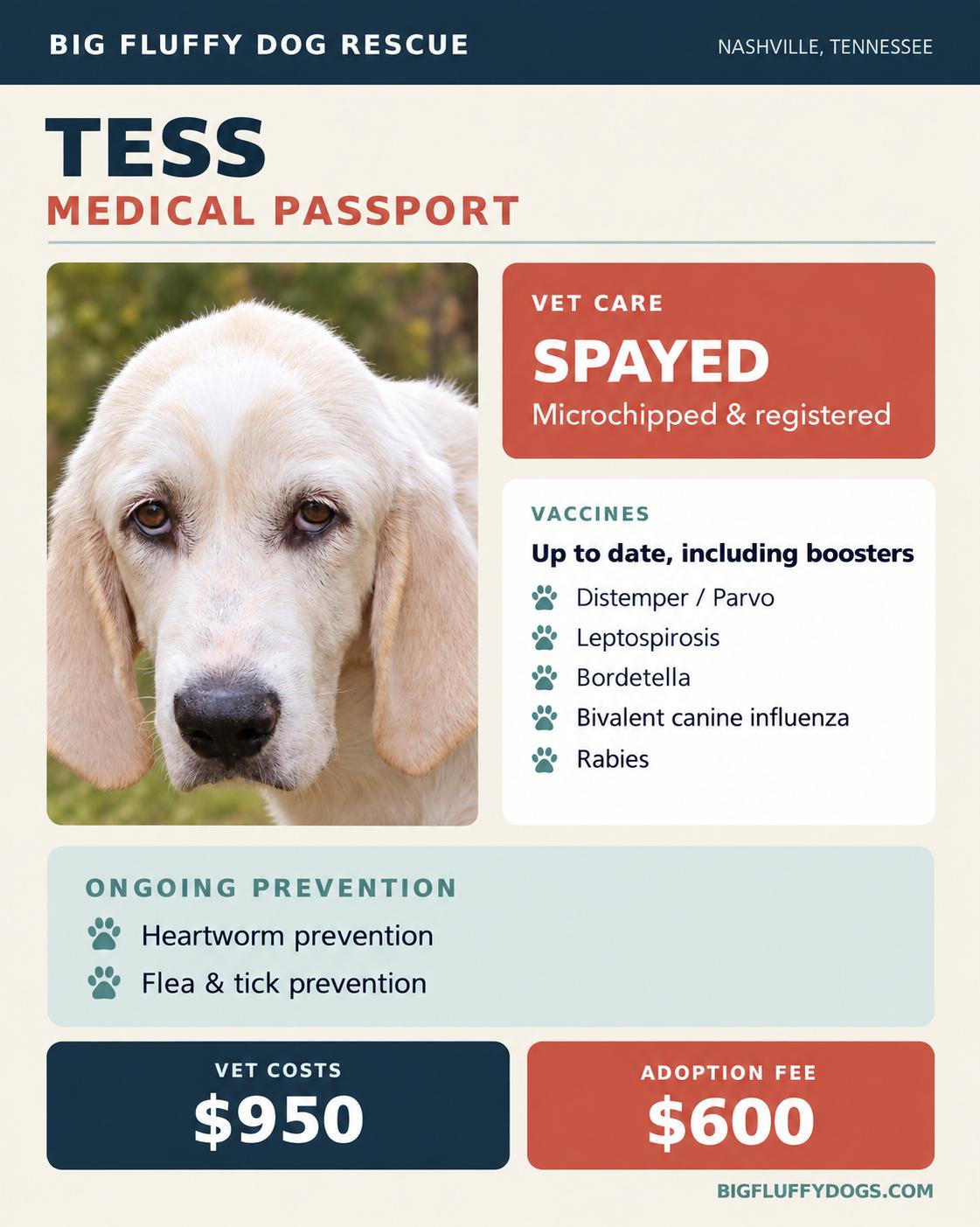 Enlarge Tess, a Adoptable mixed breed in Oshkosh, WI image 4/4