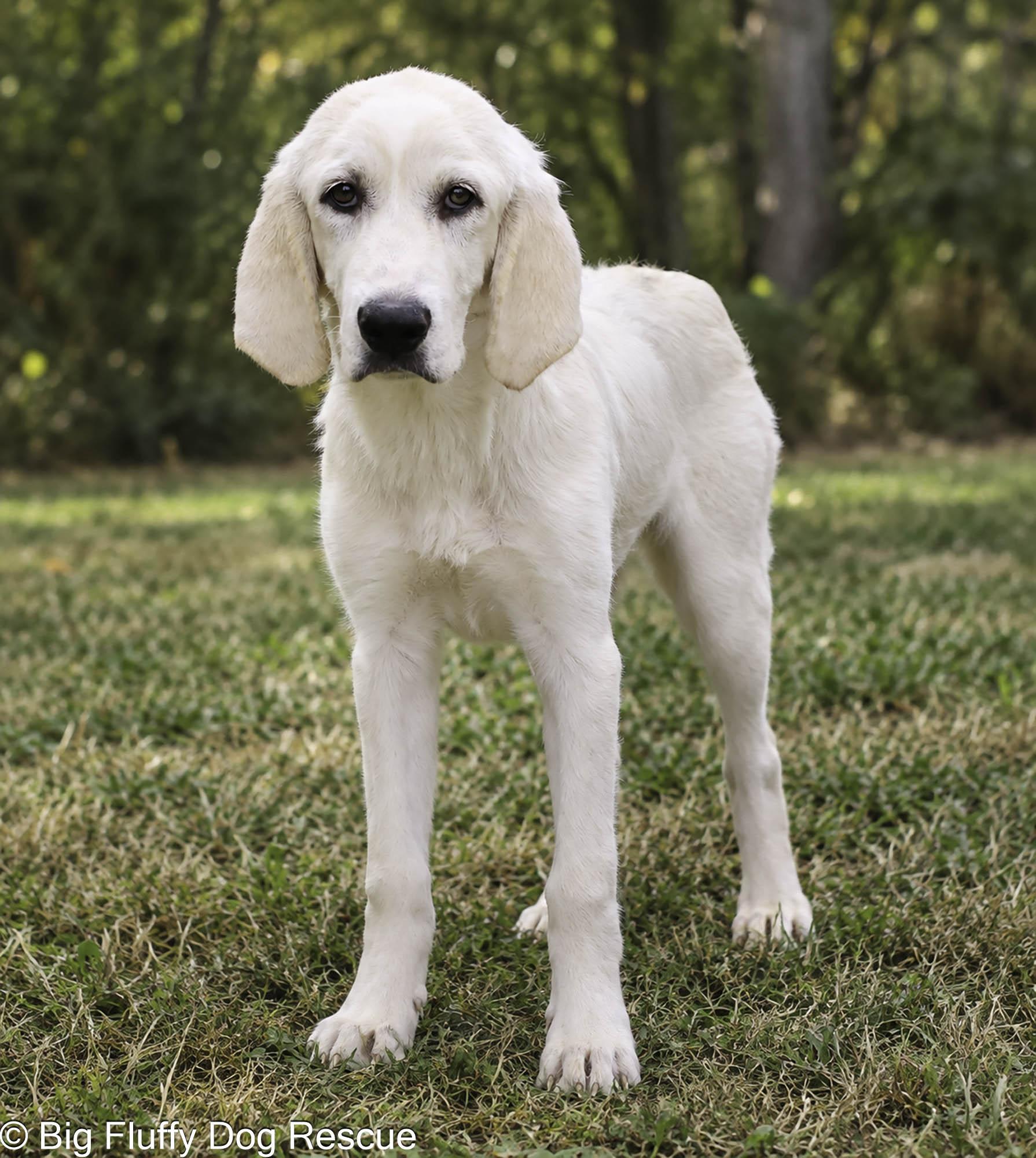 Enlarge Tess, a Adoptable mixed breed in Oshkosh, WI image 2/4