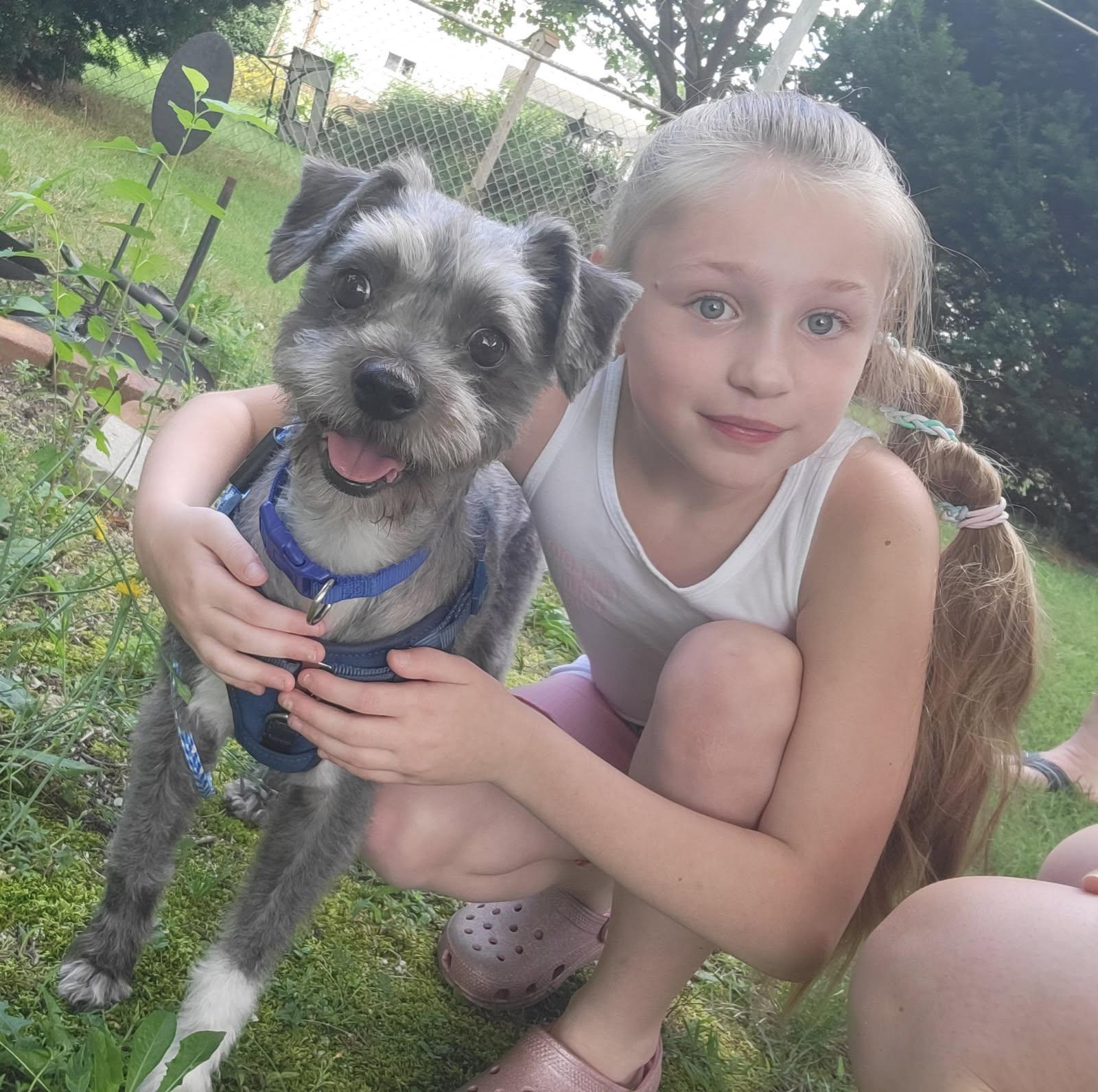 Smokey, Adopted, Adult Male Miniature Schnauzer.