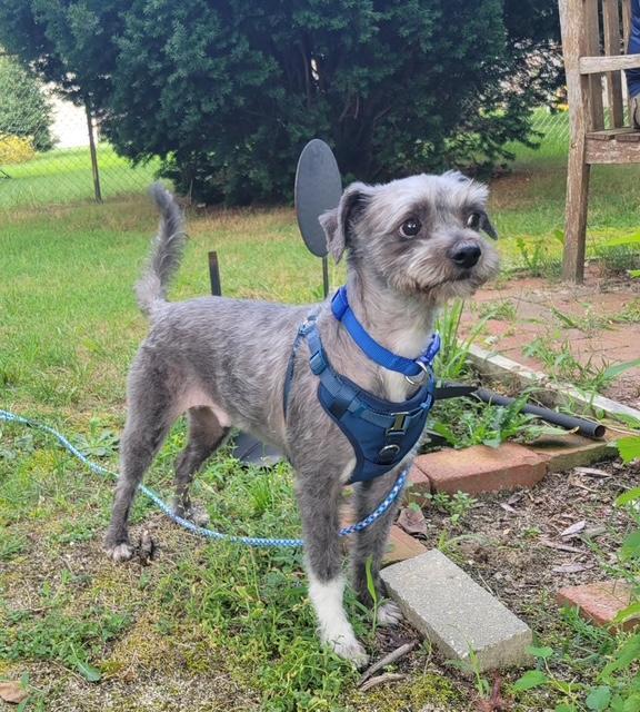 Enlarge Smokey, a Adopted mixed breed in Fanwood, NJ image 3/3
