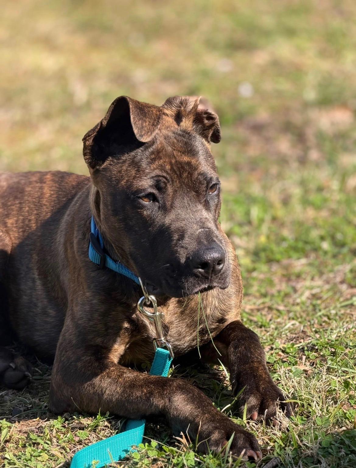 Mush, ADOPTABLE, Puppy Male Mixed Breed.