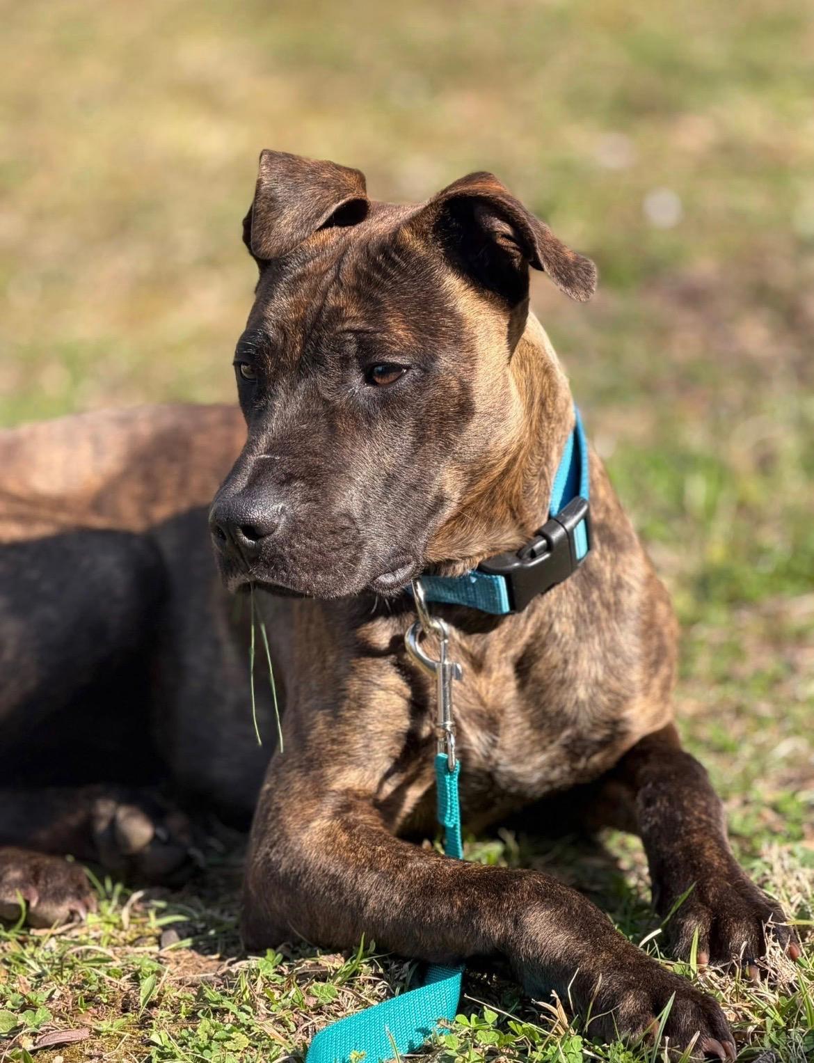 Enlarge Mush, a ADOPTABLE Mixed Breed in Manchester, TN image 2/3