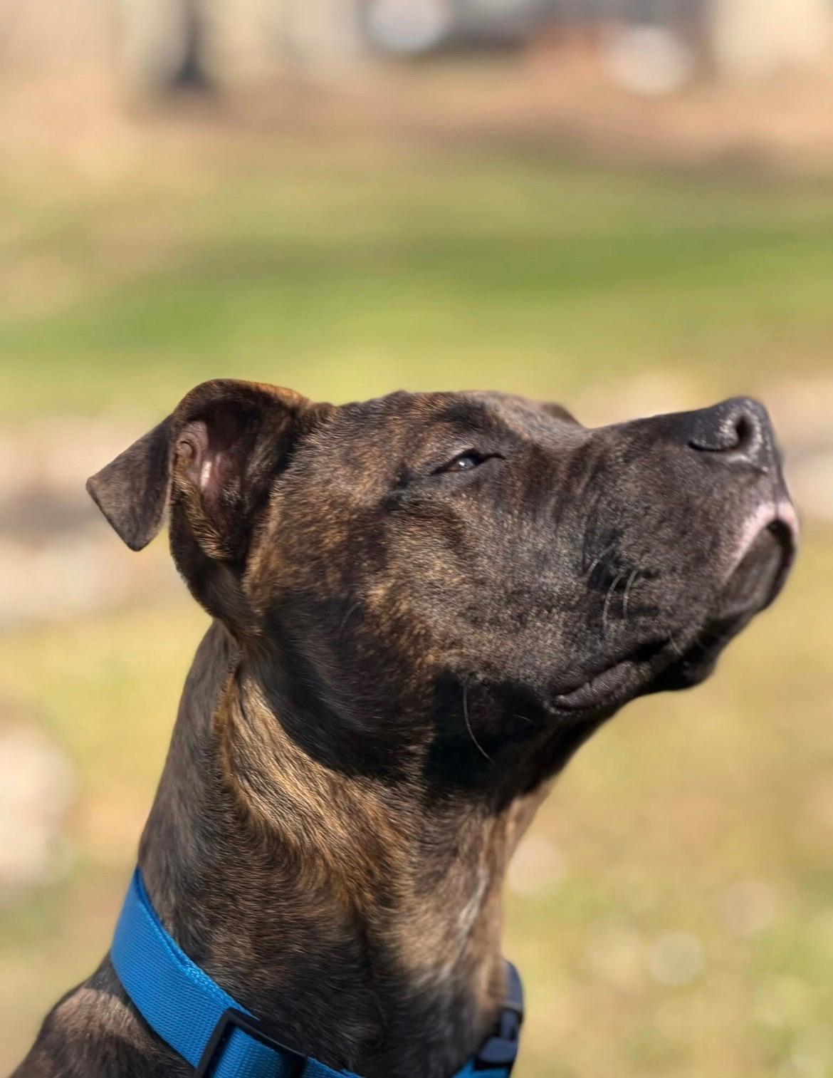 Enlarge Mush, a ADOPTABLE Mixed Breed in Manchester, TN image 3/3