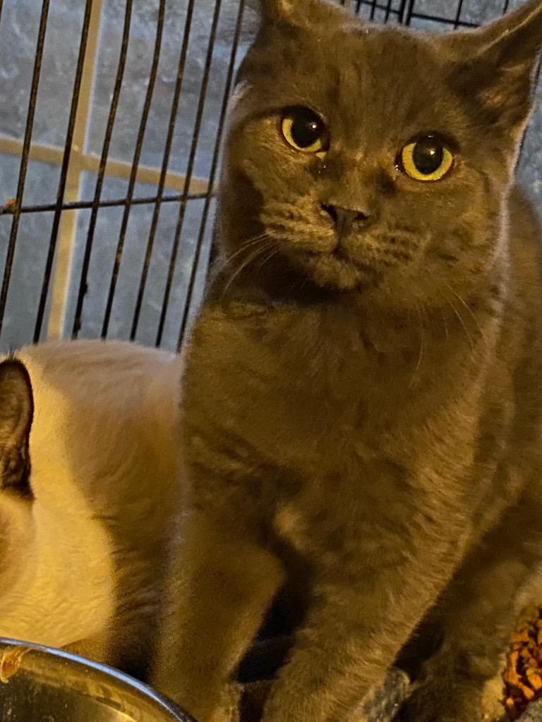 Abby, Adoptable, Adult Female Domestic Short Hair.