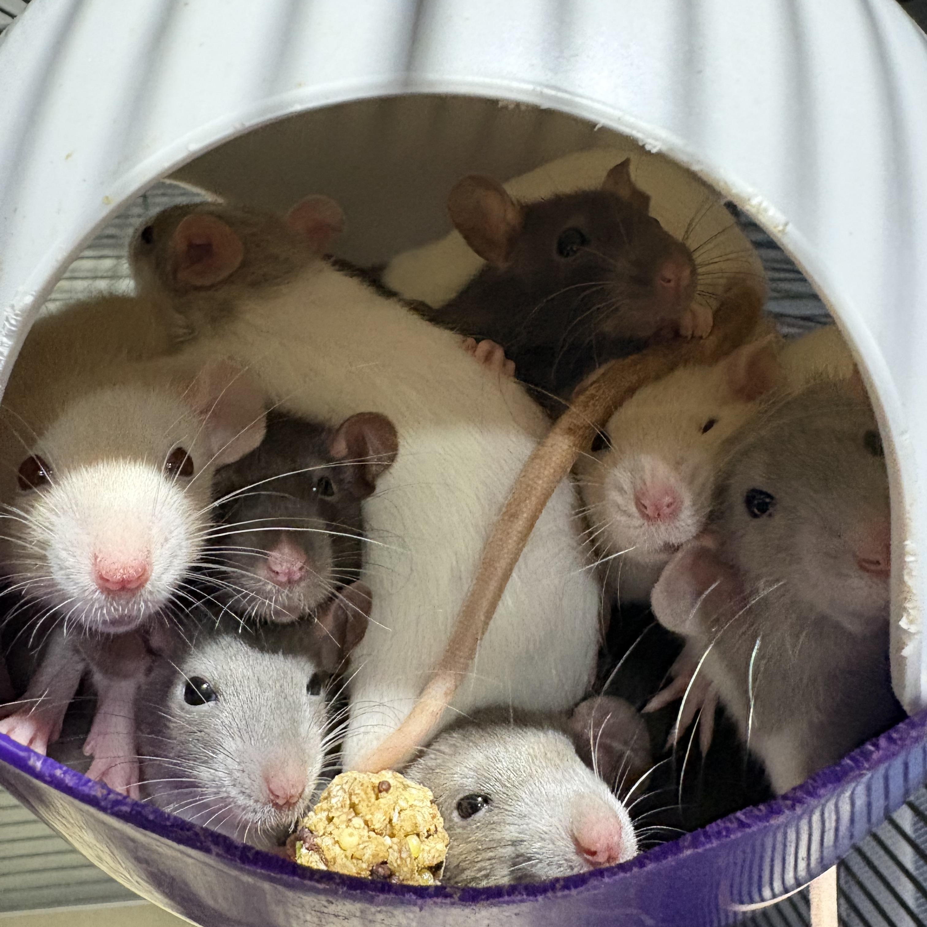 Enlarge Female baby rats , a ADOPTABLE Rat in Howell, NJ image 1/1