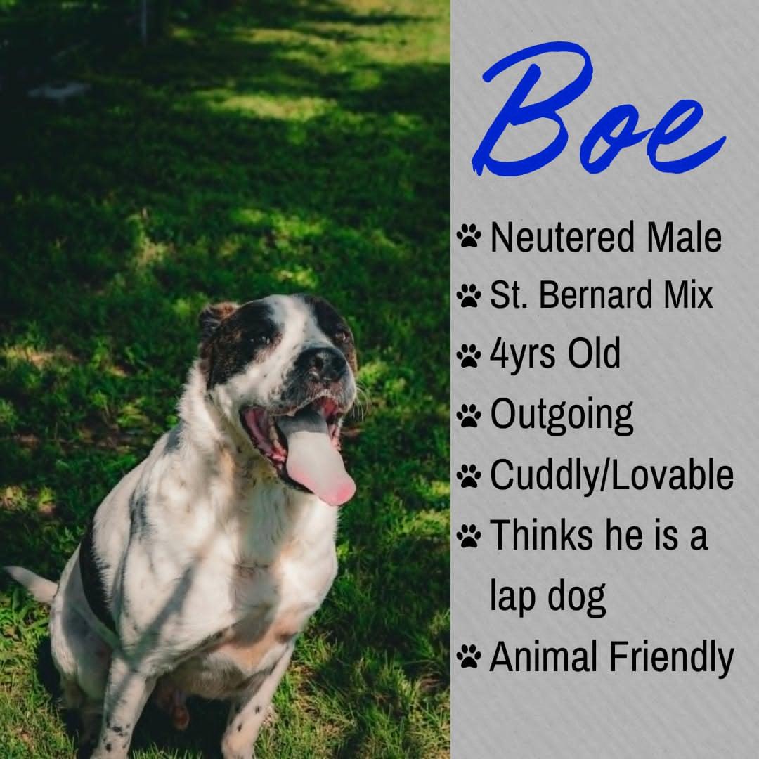 Bo, adopted, Adult Male Saint Bernard.