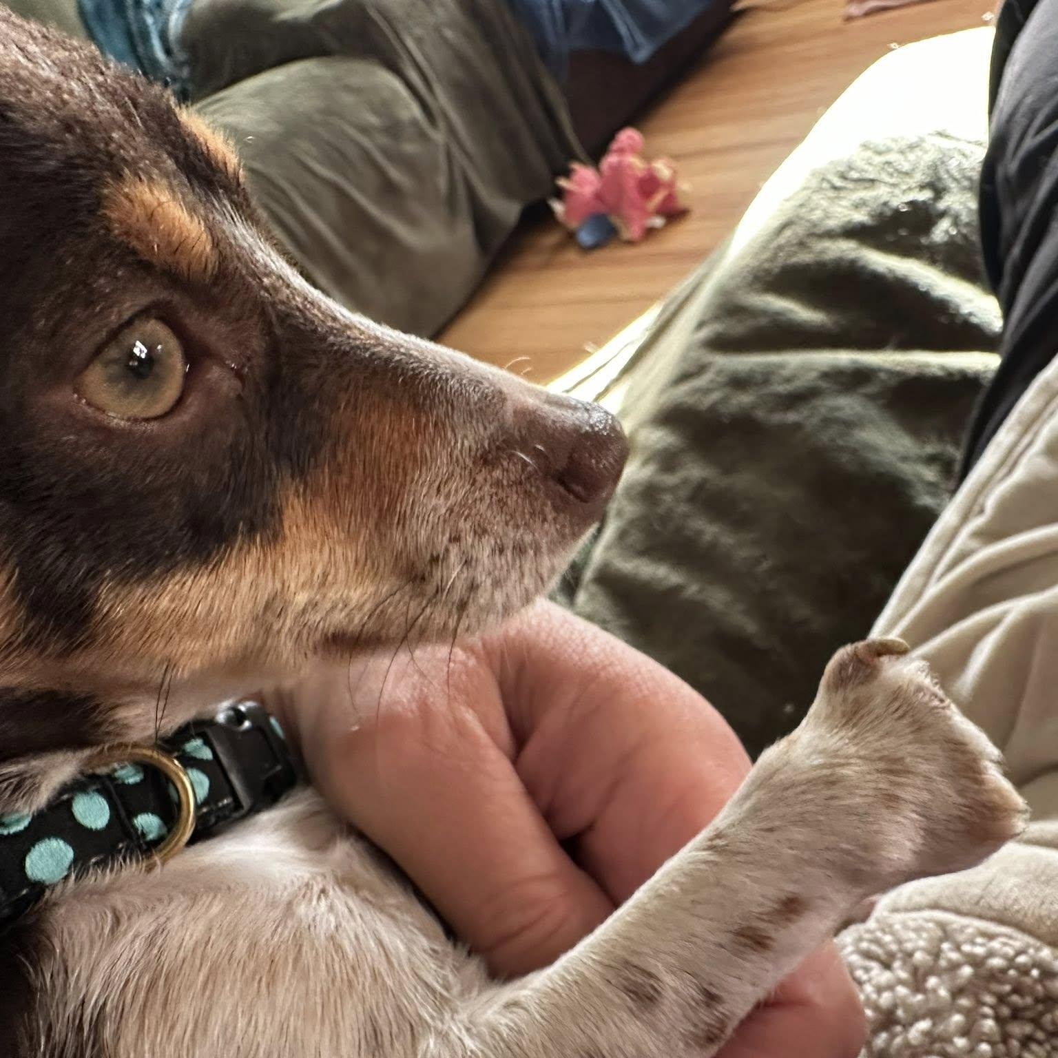 Enlarge Kirk, an adopted mixed breed in Brattleboro, VT image 3/6