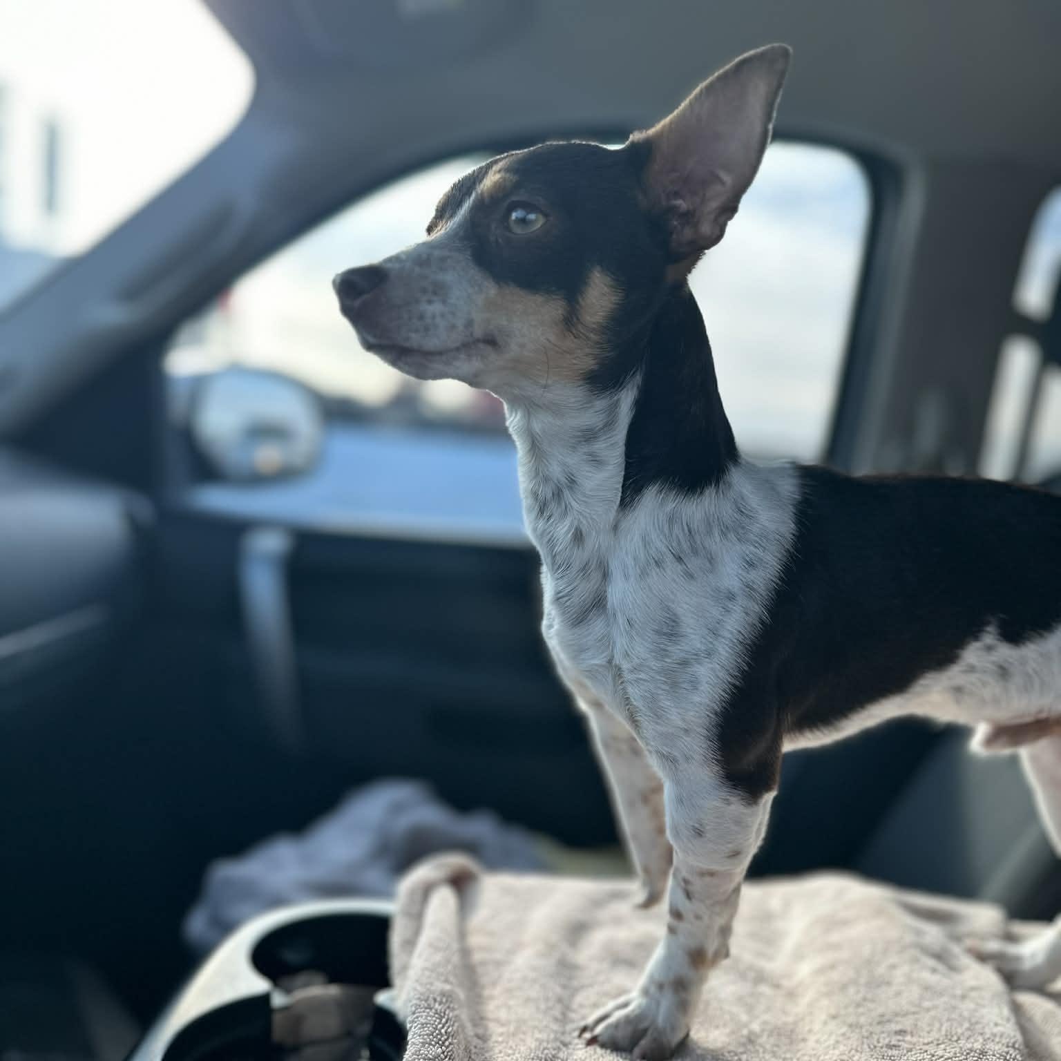 Kirk, adopted, Puppy Male Miniature Pinscher & Miniature Dachshund.
