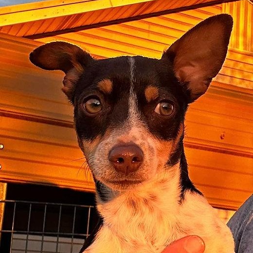 Enlarge Kirk, an adopted mixed breed in Brattleboro, VT image 6/6