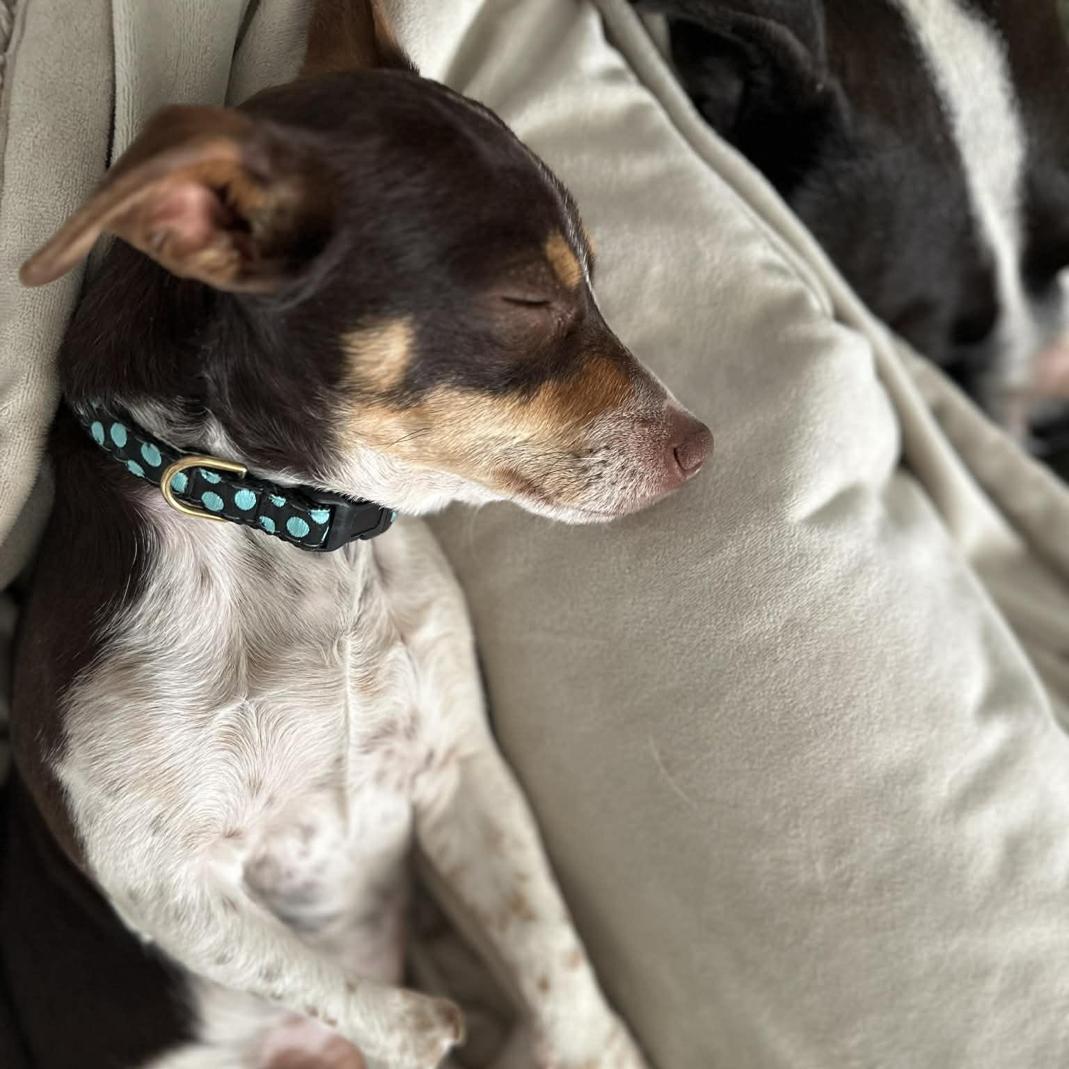 Enlarge Kirk, an adopted mixed breed in Brattleboro, VT image 4/6