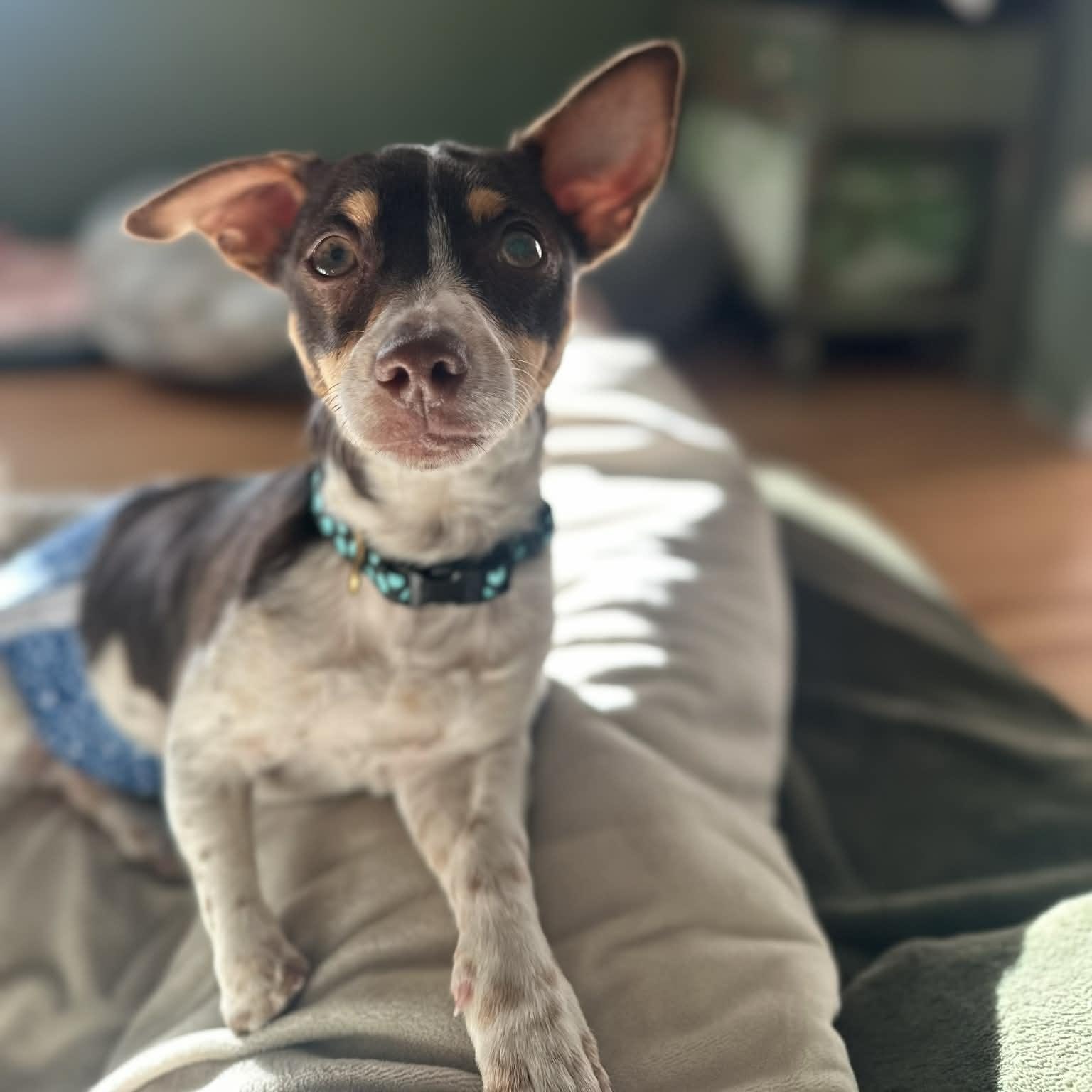 Enlarge Kirk, an adopted mixed breed in Brattleboro, VT image 2/6