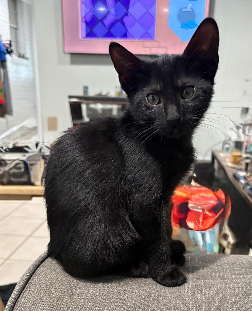 Shaqu, a Adoptable mixed breed in New Orleans, LA image 2/6