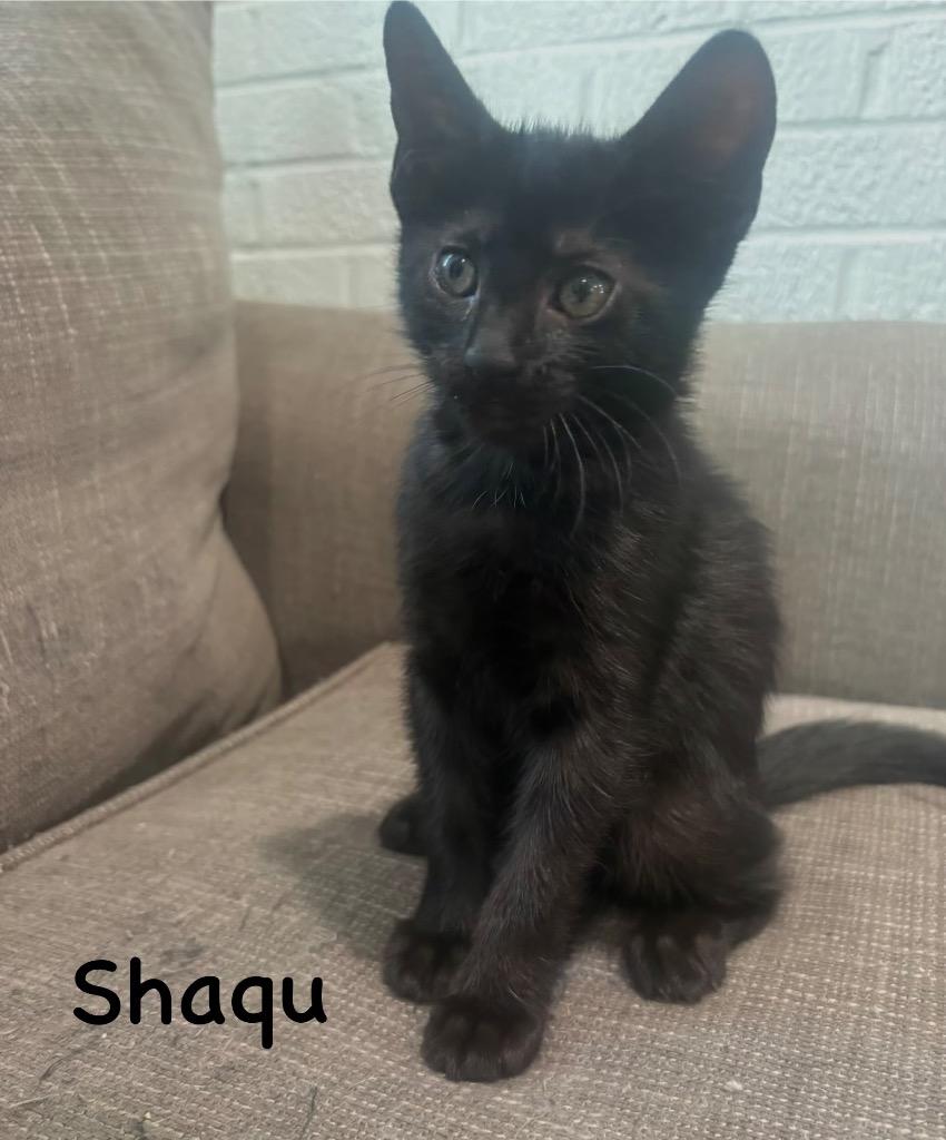 Shaqu, a Adoptable mixed breed in New Orleans, LA image 3/6