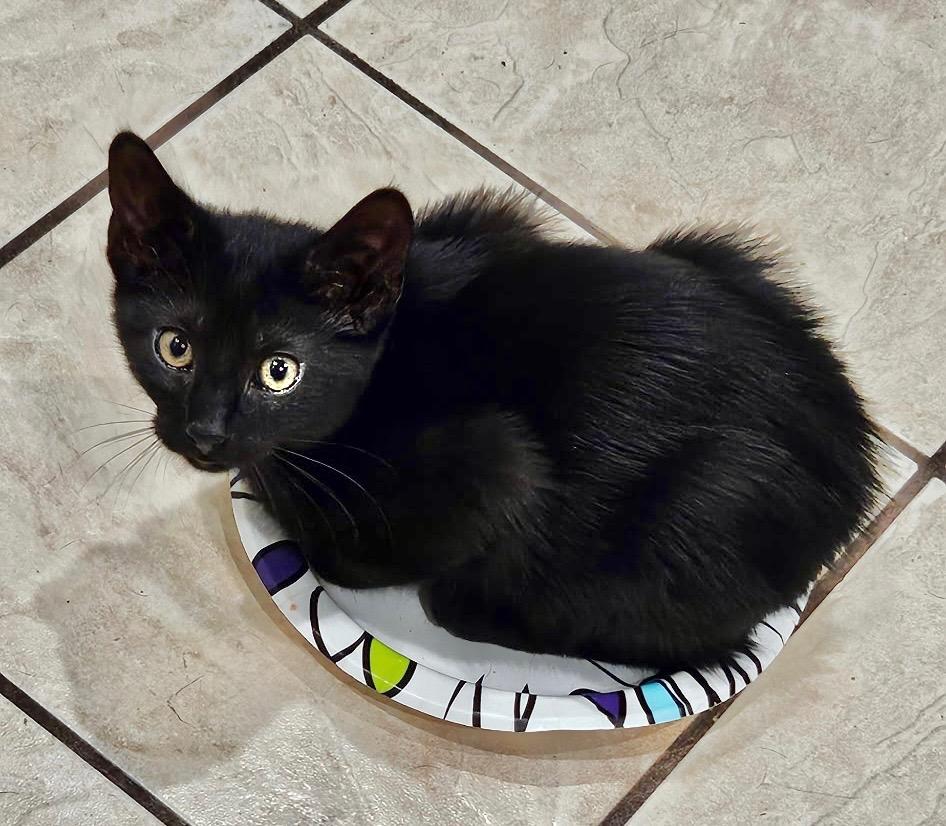 Shaqu, a Adoptable mixed breed in New Orleans, LA image 3/6