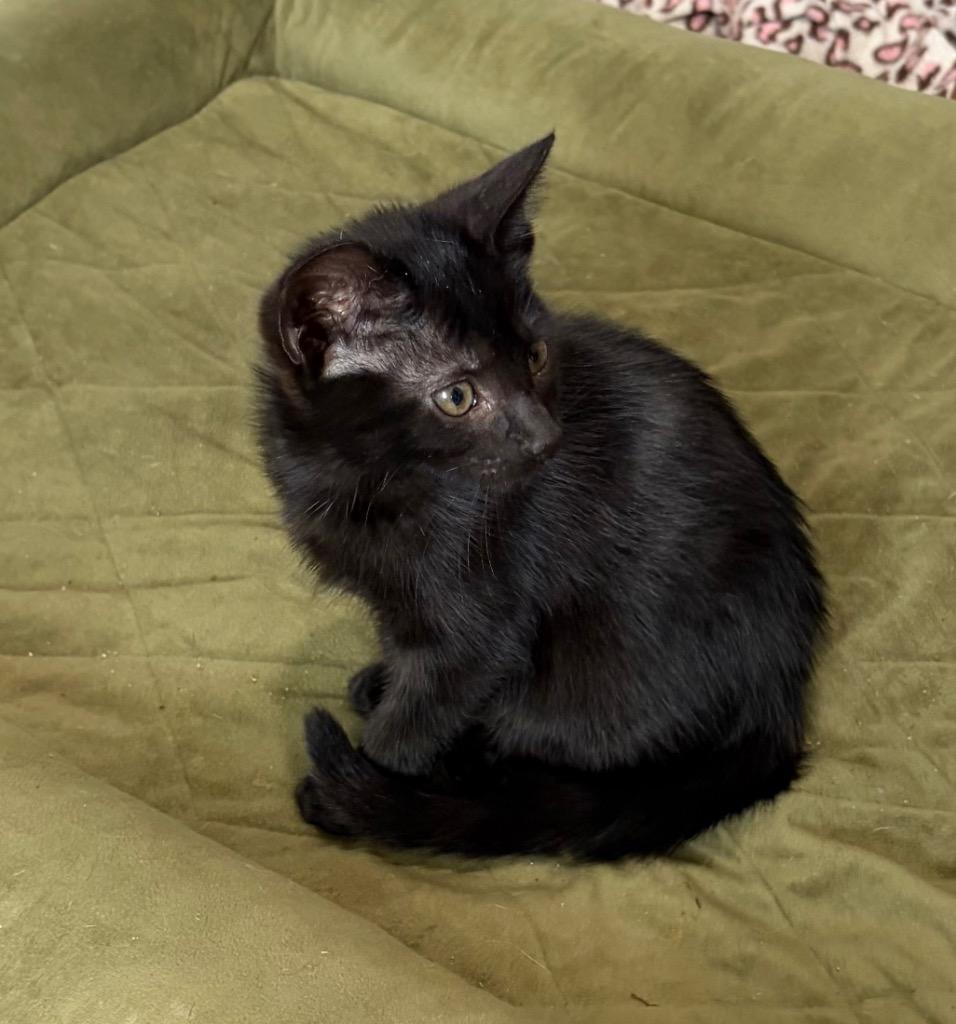 Shaqu, a Adoptable mixed breed in New Orleans, LA image 4/6