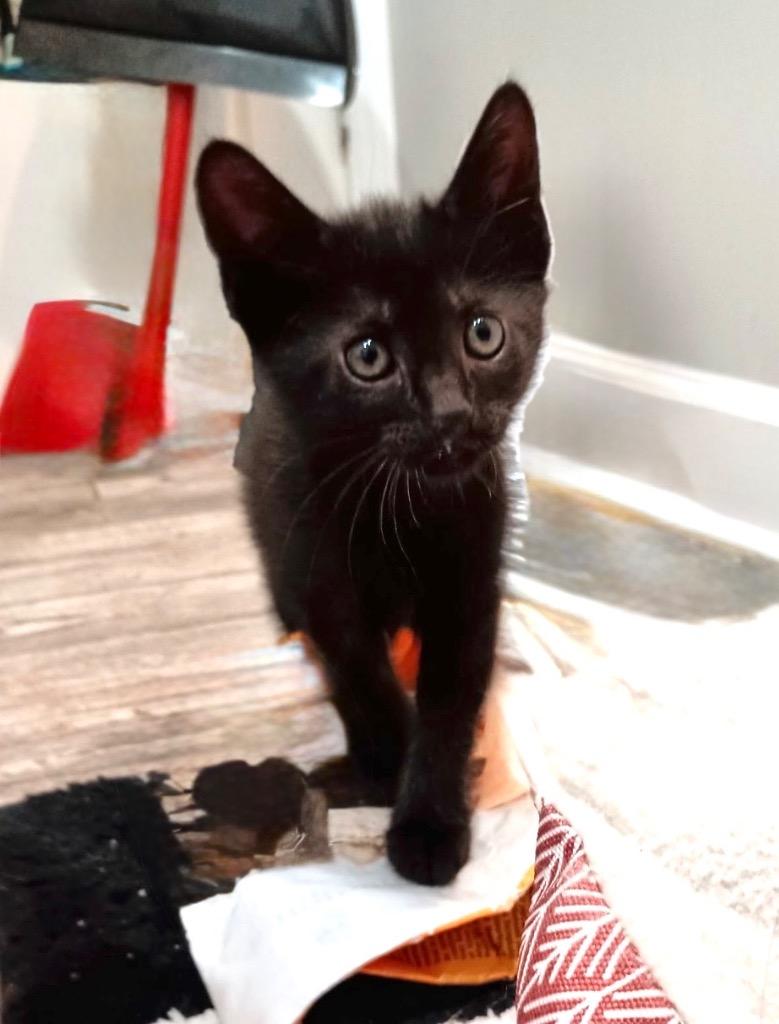 Enlarge Shaqu, a Adoptable mixed breed in New Orleans, LA image 1/1