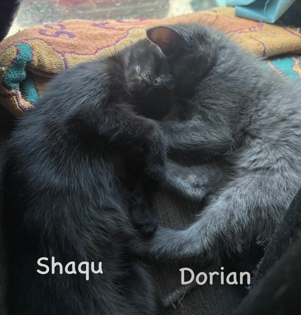 Shaqu, Adoptable, Kitten Female Domestic Short Hair.