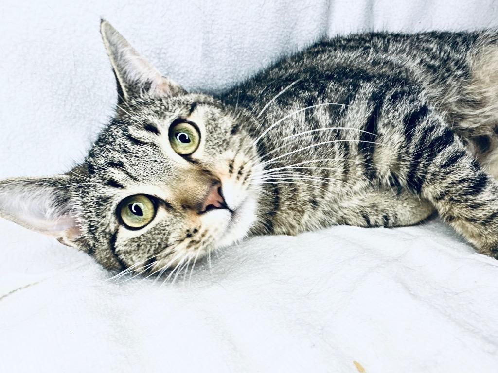 KEVIN, Adoptable, Kitten Male Domestic Short Hair.