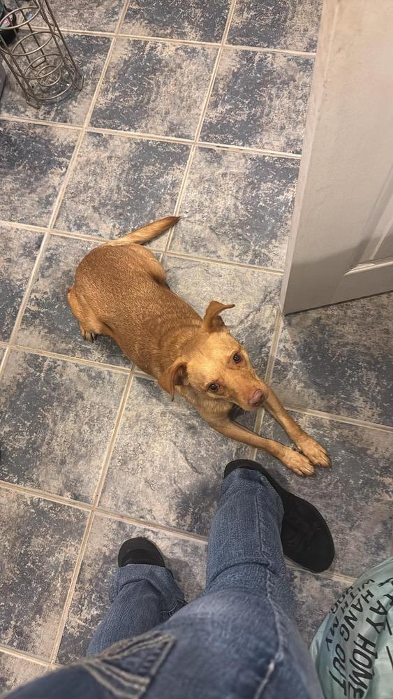 Enlarge Trent Tonatiuh, a Adoptable mixed breed in Saugus, MA image 1/6