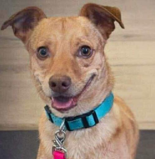 Enlarge Trent Tonatiuh, a Adoptable mixed breed in Saugus, MA image 2/6