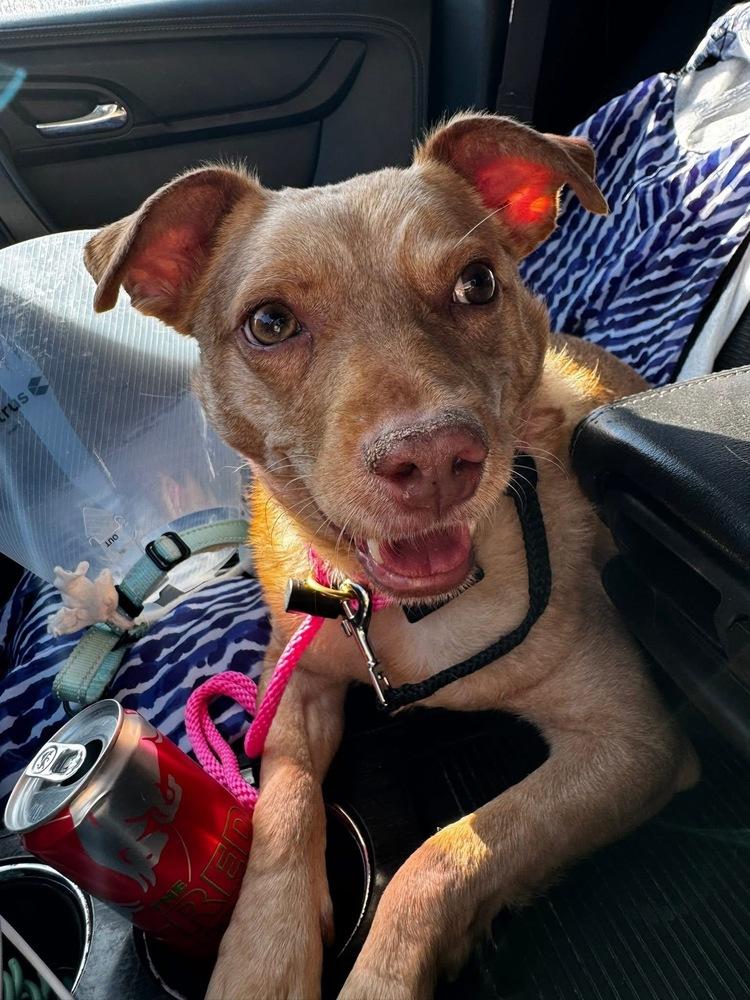 Trent Tonatiuh, Adoptable, Adult Male Chihuahua & Spaniel.