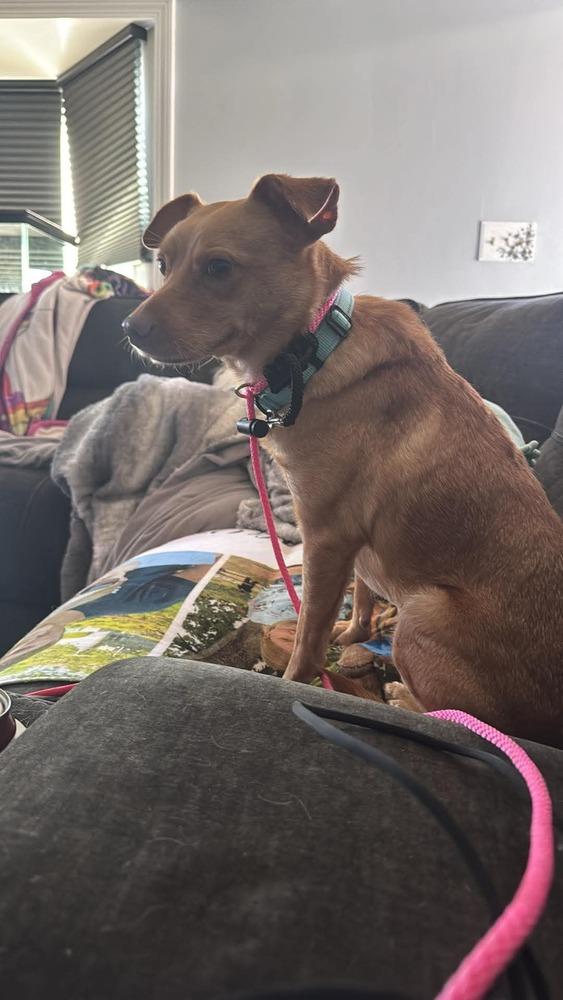 Enlarge Trent Tonatiuh, a Adoptable mixed breed in Saugus, MA image 3/6