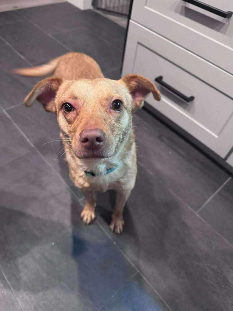 Enlarge Trent Tonatiuh, a Adoptable mixed breed in Saugus, MA image 3/6